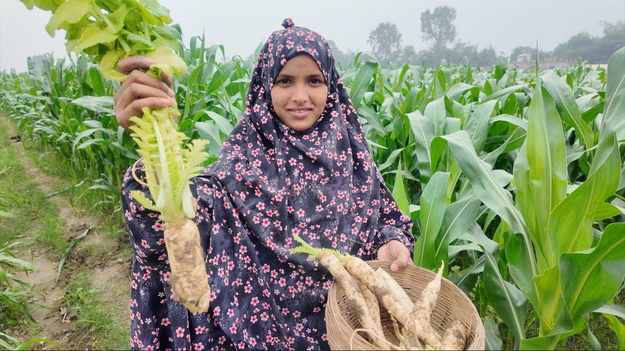 ভুট্টা ক্ষেতে মুলা চাষ । village life with jui