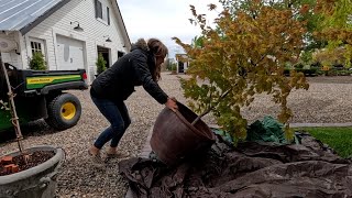 Repotting a Big Japanese Maple, Transplanting 3 Evergreens & Planting Sedum! 🍁🌲🪴