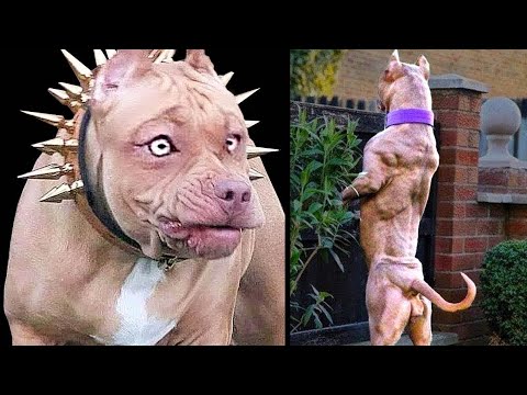 Video: Perros de granja: 10 razas que pueden sorprenderte