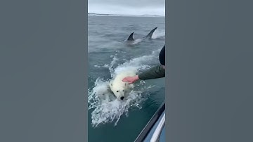 Polar Bear RESCUE!