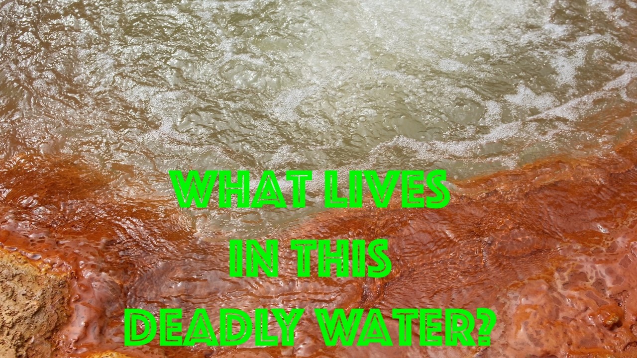 This Water Turns Insects to Stone!