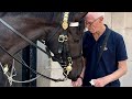 Candycoated connection a veterans sweet gesture at horse guard with polo mints