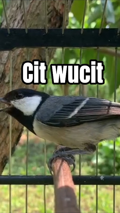 citwucit tipis #glatikfullisian #gelatikga or #burungkicau #kicauburung #masteran #shortvideo