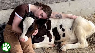 Girl falls in love with baby cow destined for slaughter