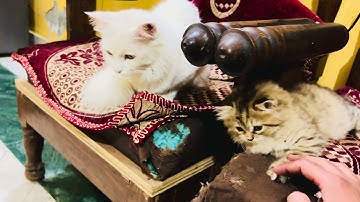 Like,comment and share if you like our video…Thank You☺️❤️ #cat #viral #viralvideo 