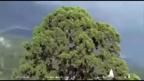 الجزء التاسع والعشرون سورة نوح من الاية ١ إلى الاية ١٢ القارئ محمد صلاح نافع