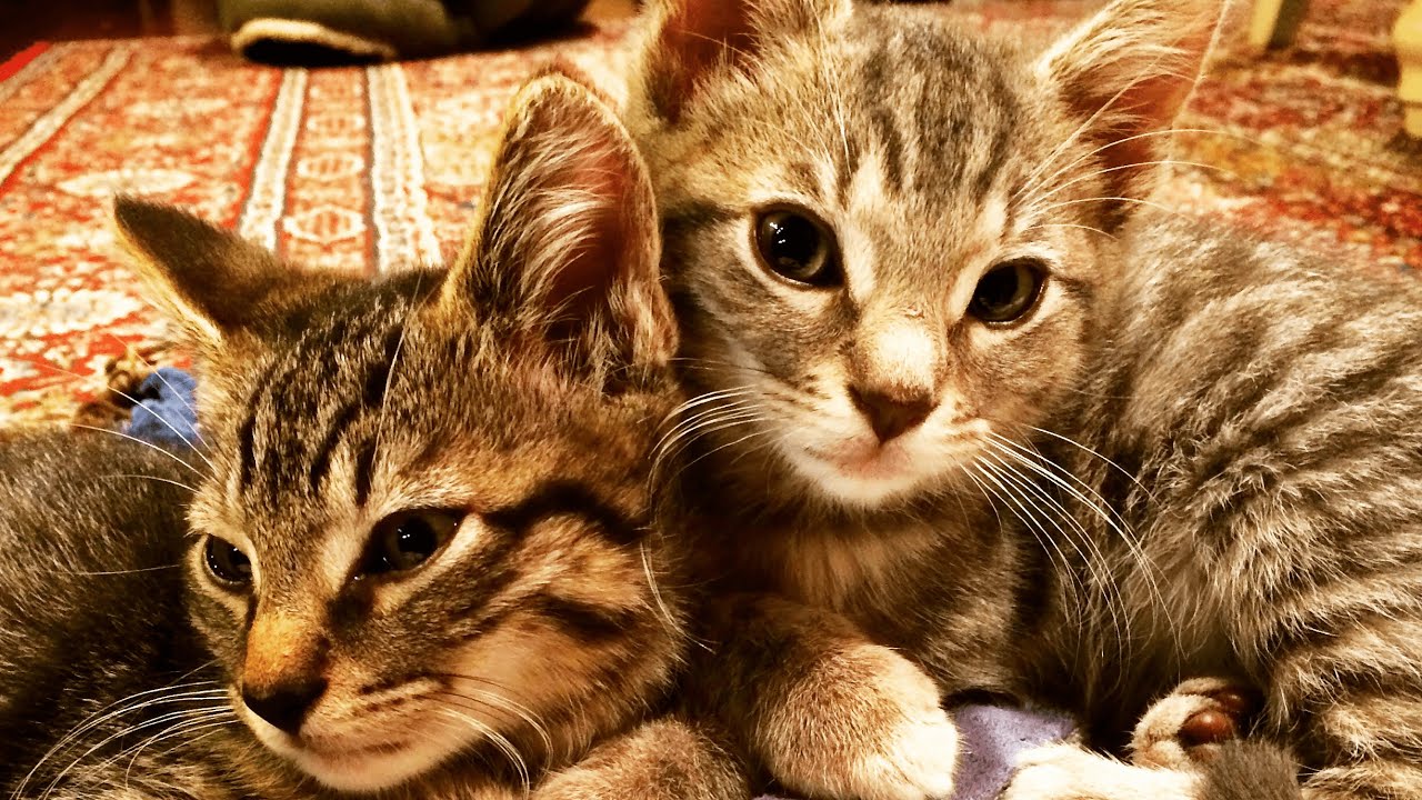 mackerel tabby kitten