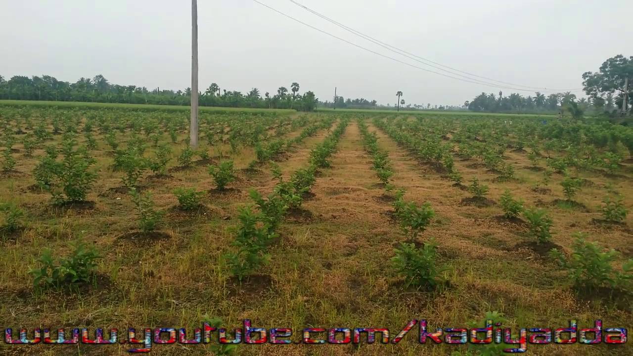 High density of Guava farming/High density guava cultivation