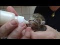 Cuidados com um gato recém nascido