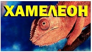 Галилео. Хамелеон Галилео. Хамелеон
