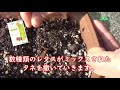 【ベランダでもOK！】「オーガニックプランターセット＆レタスミックス」 種まきしてみました！
