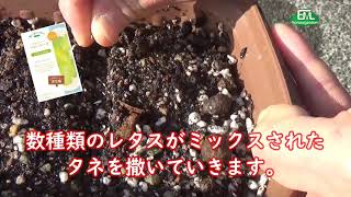 【ベランダでもOK！】「オーガニックプランターセット＆レタスミックス」 種まきしてみました！