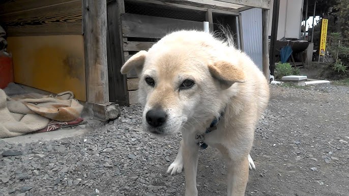 雑種犬 近所の犬が人間好き過ぎて超可愛い ずんぐり 笑 近所犬 Youtube