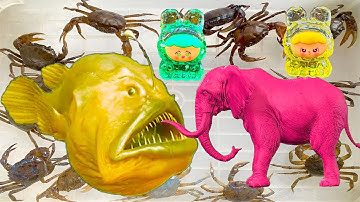 Kem Ốc Chanel chở con cua, con mèo đi phơi nắng gặp cá thủy quái cắn sư tử, con voi, labubu, cá mập