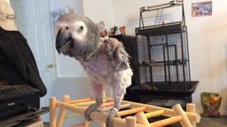 African Grey  Plucking Feathers  (This bird has been rehomed.)