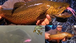 First Ice Tiger Trout! -- Smashing Hair Jigs!