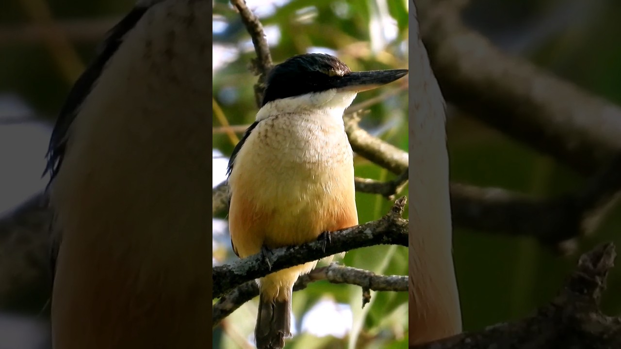 kingfisher singing on the tree branch ,have you heard their singing?