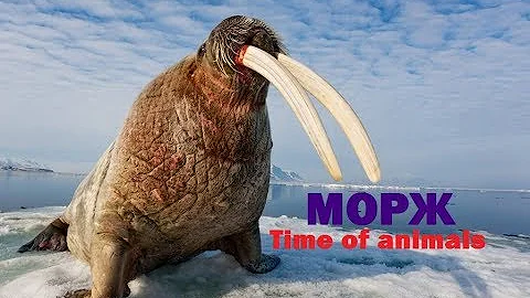 Морж (все про моржа)