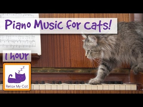 Soothing Piano Music for Cats, Music to Calm Cats in Anxiety Inducing Situations 🐱 Music for Cats!