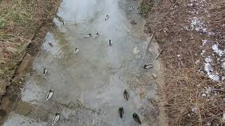 Stockenten In Der Schozach, Ilsfeld