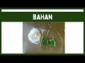 Laporan praktikum Botani Umum 4 (Anatomi Akar dan Batang) 2025.
