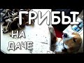 Грибной азарт | грибы на даче | обзор.