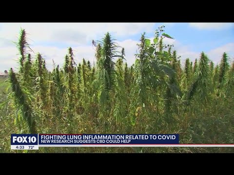 New research suggests CBD could help fight COVID-related lung inflammation | FOX 10 News thumbnail