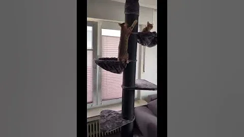 Video 1665981: maine coon cat, quality maine coon