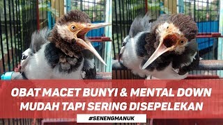 Faktor Jalak Suren Macet Bunyi