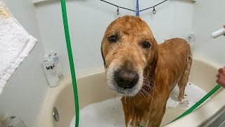 Golden Retriever's Last Trip To Favorite Groomer | Oshies World