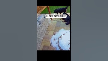 THE BEAN BAG DISASTER #dog #dogsoftiktok #dogsoftiktokviral #dogsvideo #beanbag