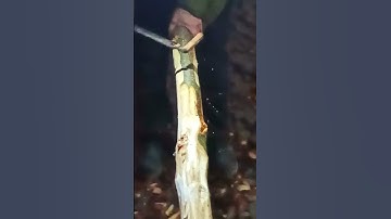 Stripped Bare, No Compromises - Tree Bark Scraper Drawknife