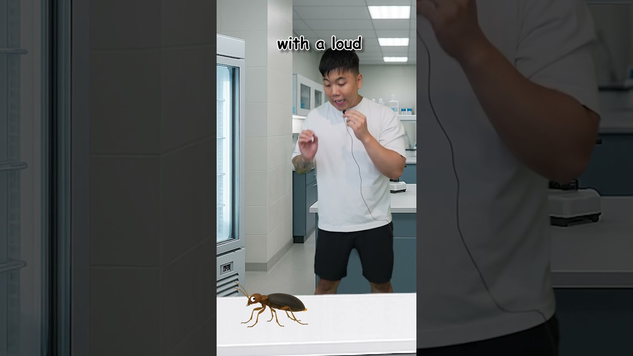 Beetles are One of the MOST Unique Creatures in The WORLD
