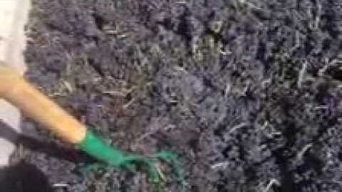 Whole Cluster Loading Into The Fermenter at Callaghan Vineyards