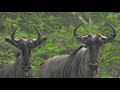 Zanzibar 2020 selous game reserve safari