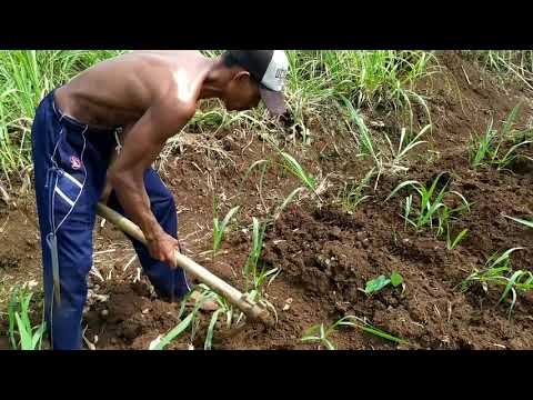 Video: Terry Chubushnik (41 Foto): Jenis Melati Kebun, Menanam Dan Merawat Pokok Renek Di Ladang Terbuka. Bagaimana Cara Menyebarkan Dengan Keratan?