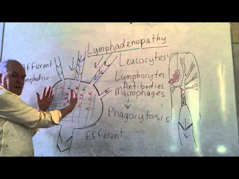 Lymphatics lesson 2, Lymph nodes and efferent lymphatic vessels