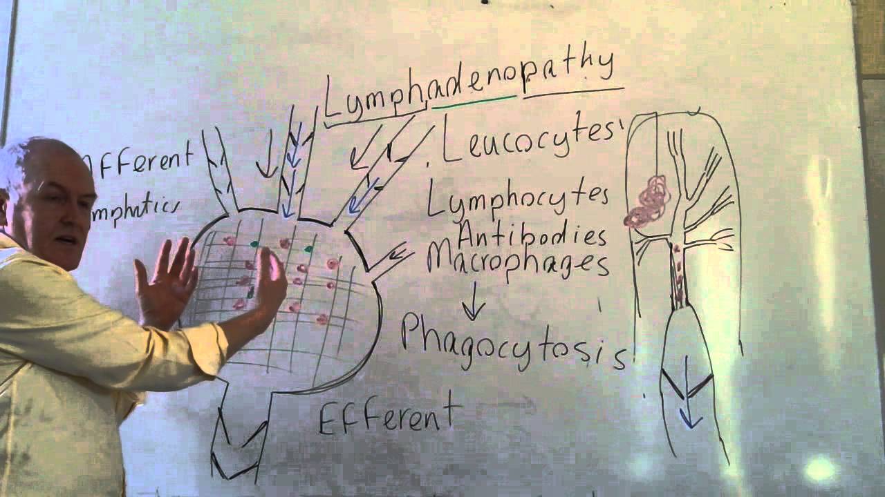 Lymphatics lesson 2, Lymph nodes and efferent lymphatic vessels
