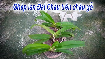 Cách GHÉP LAN ĐAI CHÂU trên chậu gỗ | Hương Rừng Xanh