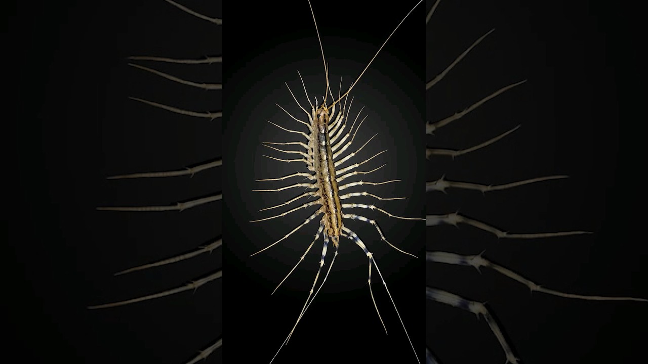 Не стоит бояться сороконожку!