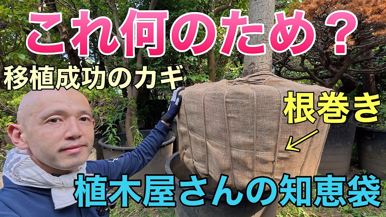 【よく聞かれます!】根巻きの意味と効果を初心者向けにわかりやすく解説/運搬や植え付けで失敗しないための移植の基本知識/ビワ/植え替え ...
