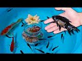 Black Koi Fish Flower Ranchu Goldfish Molly Ping Pong Angelfish Koi Carp Fish animals Videos