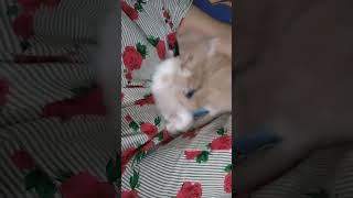 Download Lagu luthunaaa #catvideos  #kucinglucu  #catlovers #kucinganggoralucudanimut MP3