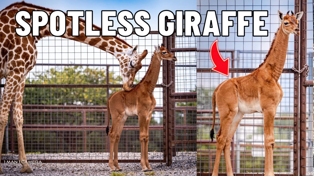 we-visited-the-world-s-only-spotless-giraffe-in-tennessee-brights-zoo