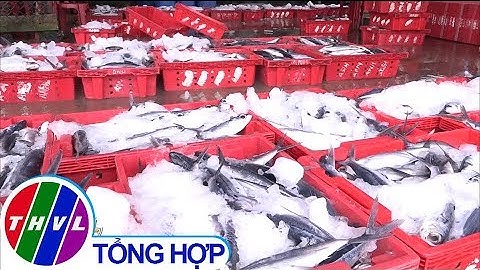 Ngư dân Quảng Ngãi trúng đậm hải sản cận Tết Nguyên Đán