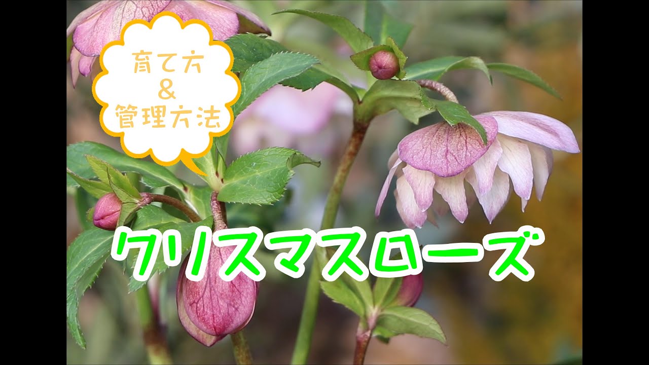 クリスマスローズ育て方 管理方法 Youtube