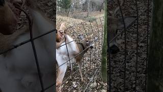 Rescued Deer Thanks The Men Who Saved Him