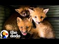 Three Baby Foxes Who Lost Their Mom Learn How To Be Wild The Dodo Three Baby Foxes Who Lost Their Mom Learn How To Be Wild The Dodo