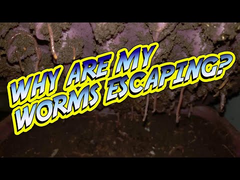Vidéo: Worms Escapeing Compost - Comment échapper à la preuve d'un bac à vers