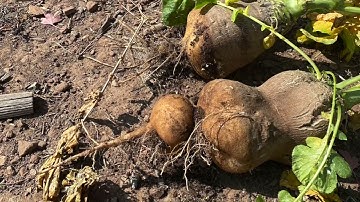 Steps for Seed Saving Part 3- Radish Seed Harvest